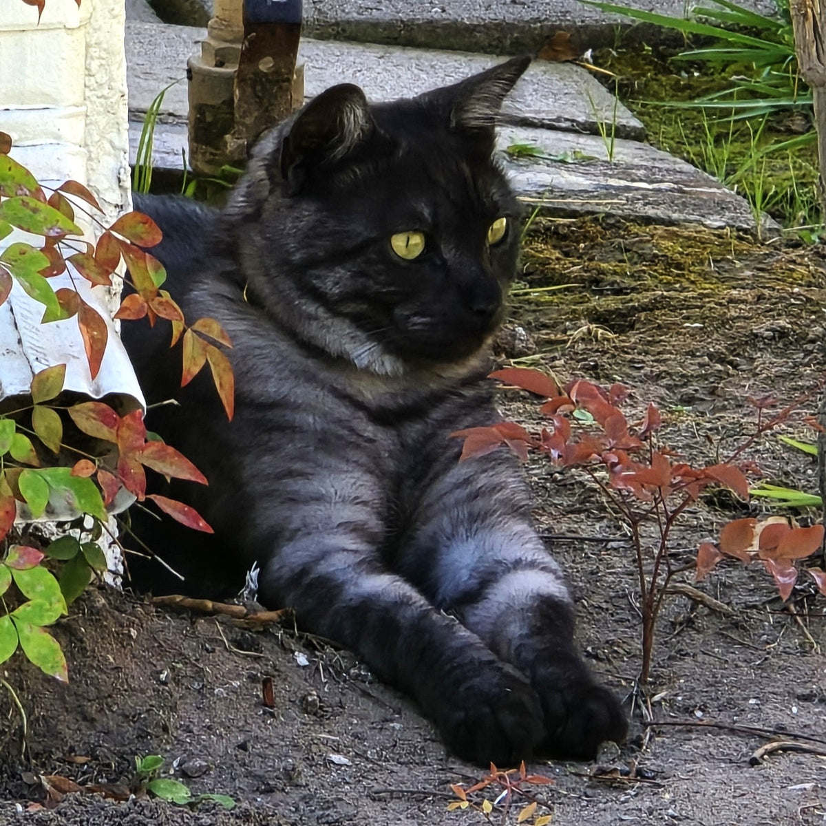 A fluffy black cat with bright yellow eyes lies on the ground outdoors among plants.